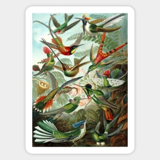 Ernst Haeckel Hummingbirds Sticker